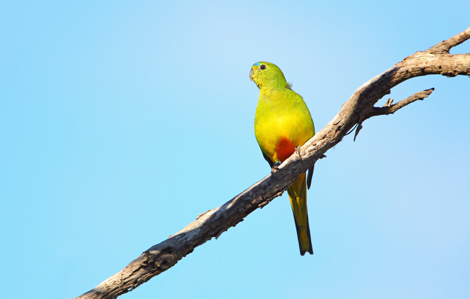 Orange-bellied Parrot Count in South-West Victoria - Nature Glenelg Trust