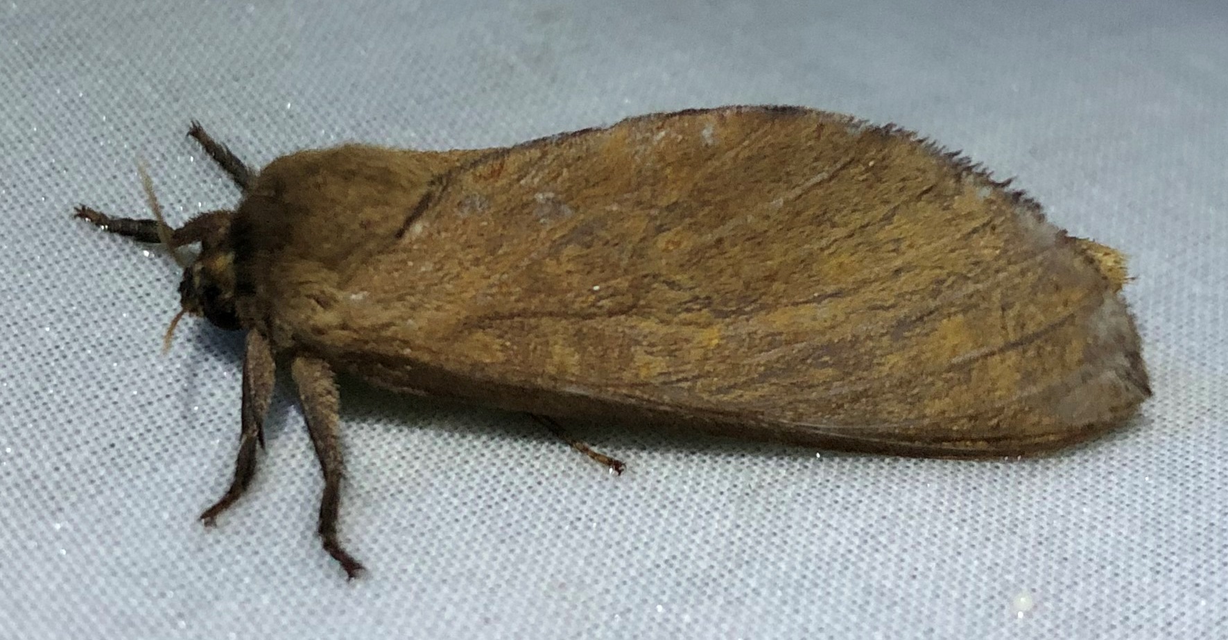 Species of the month: Maroon Ghost Moth - Nature Glenelg Trust