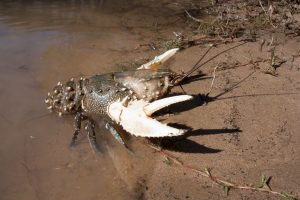 After Years Murray Crayfish Have Returned To South Australia Nature Glenelg Trust