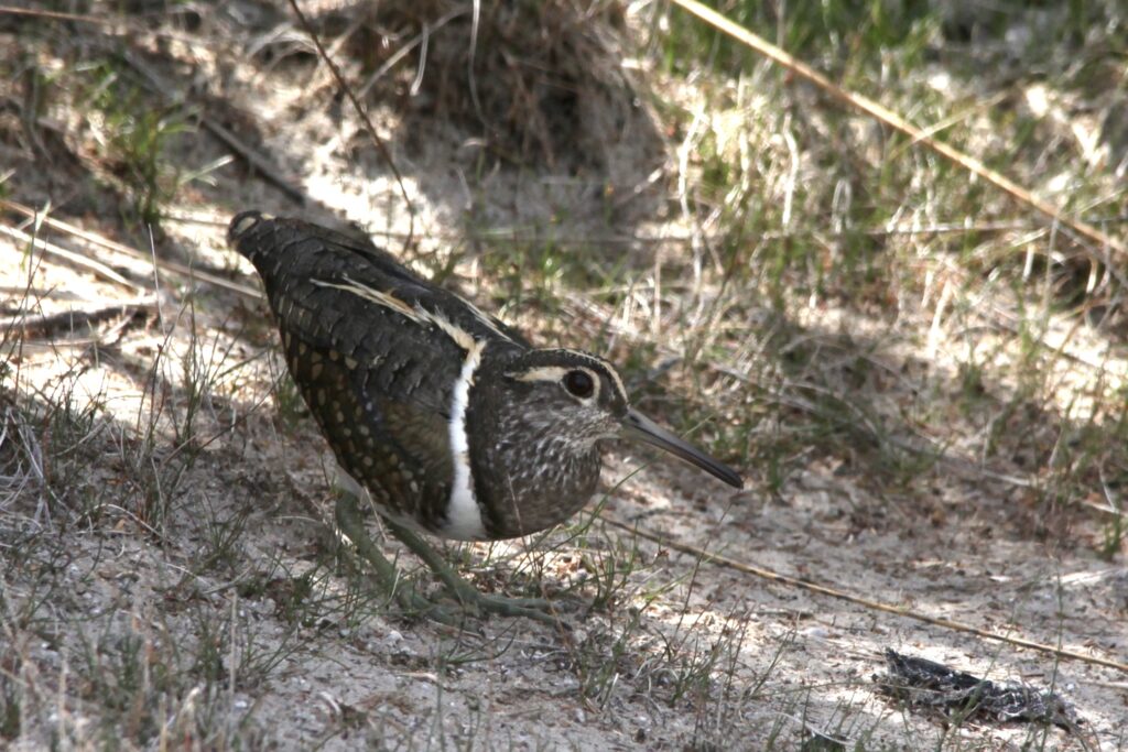 Male Australian Painted-Snipe crouched down by side of the lake bed, staring directly into the camera.