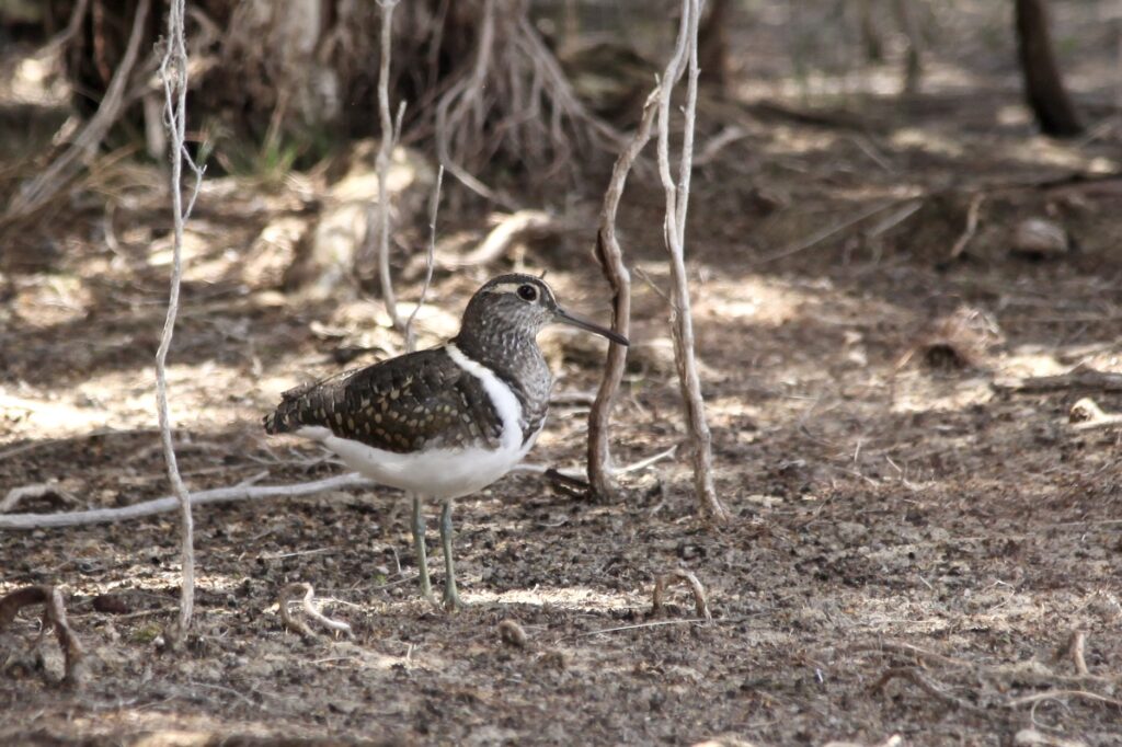 Male Australian Painted-Snipe, with yellow-green bill, brown-grey head with pale eye-ring, spotted pattern on wings and back with different shades of brown, white underneath, yellow-green legs. 